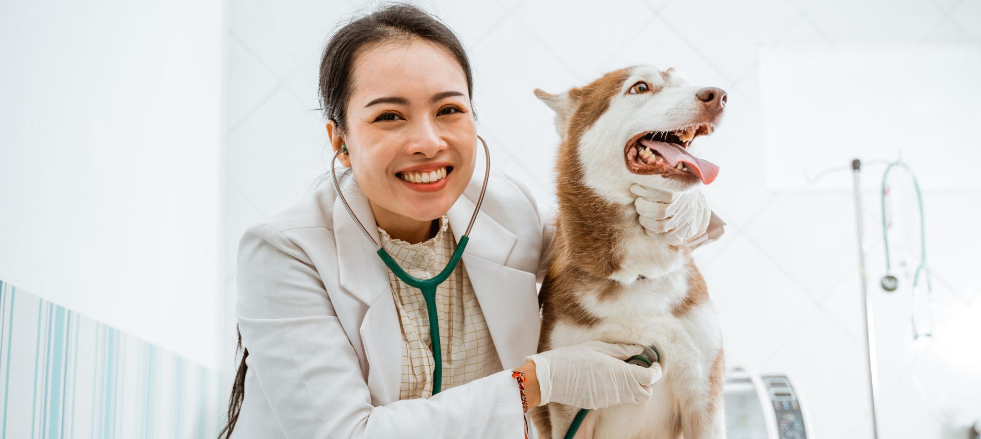 Smiling veterinarian listening to a husky's chest with a stethoscope on the exam table