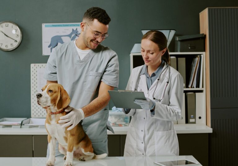 Veterinary nurse and vet reviewing a beagle's chart at the exam table, for a post on veterinary phone triage protocol